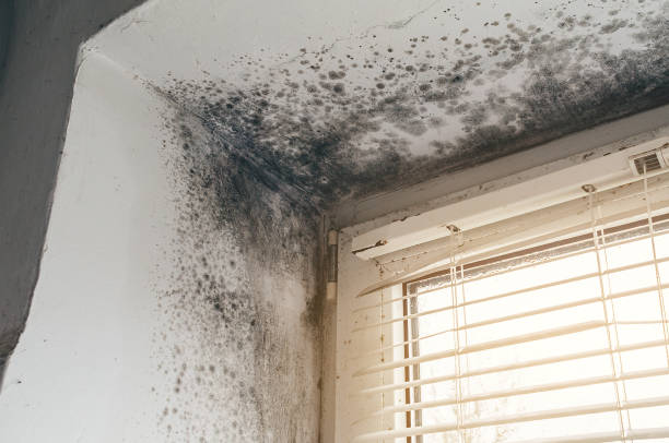 Affordable Hvac And Air Duct Mold Remediation solutions in Black Diamond, WA